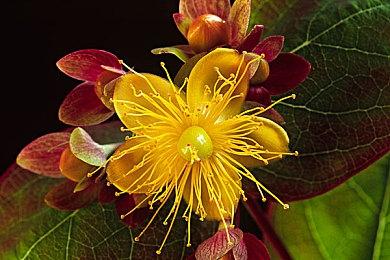 拳头宣布《英雄联盟》新虚拟乐队“心之钢” 首发单曲10月23日上线